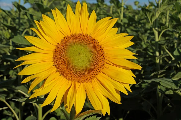 The flower of a sunflower blossoms beautifully on a sunny summer day on a field of sunflowers. One flower stands out from the mass.