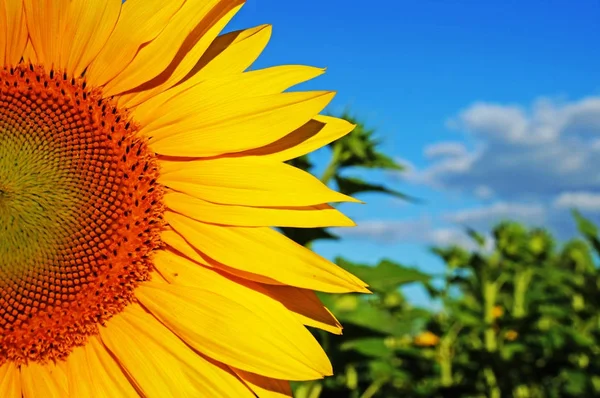 The flower of a sunflower blossoms beautifully on a sunny summer day on a field of sunflowers. One flower stands out from the mass.