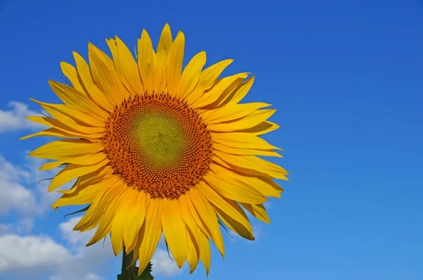 The flower of a sunflower blossoms beautifully on a sunny summer day on a field of sunflowers. One flower stands out from the mass.