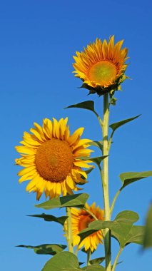 Ayçiçeği tarlası üzerinde bir güneşli yaz gününde güzel bir ayçiçeği çiçekleri çiçek. Bir çiçek kitle öne çıkıyor.