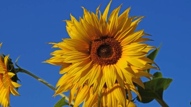 Ayçiçeği tarlası üzerinde bir güneşli yaz gününde güzel bir ayçiçeği çiçekleri çiçek. Bir çiçek kitle öne çıkıyor.