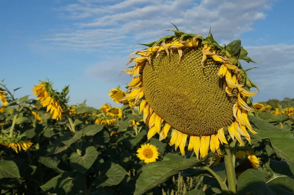 The flower of a sunflower blossoms beautifully on a sunny summer day on a field of sunflowers. One flower stands out from the mass.