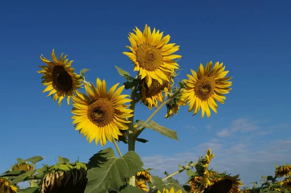 Many flowers of sunflower blossomed on one trunk. Field of sunflowers.