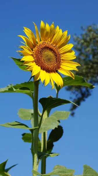 The flower of a sunflower blossoms beautifully on a sunny summer day on a field of sunflowers. One flower stands out from the mass.