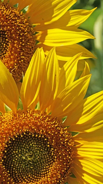 The flower of a sunflower blossoms beautifully on a sunny summer day on a field of sunflowers. One flower stands out from the mass.