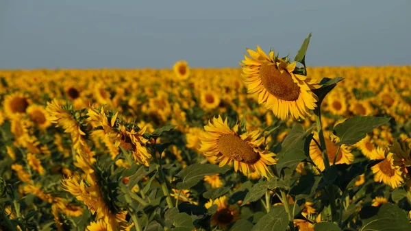 The flower of a sunflower blossoms beautifully on a sunny summer day on a field of sunflowers. One flower stands out from the mass.