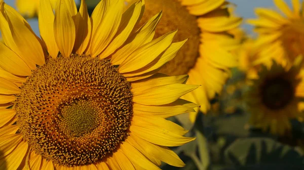 Flower of a sunflower blossoms beautifully on a sunny summer day on a field of sunflowers. One flower stands out from the mass.