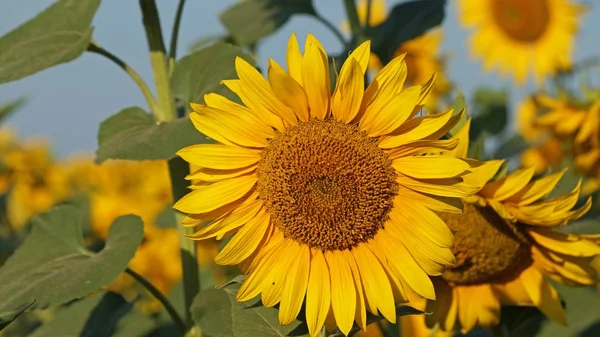 Flower of a sunflower blossoms beautifully on a sunny summer day on a field of sunflowers. One flower stands out from the mass.