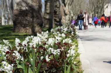 Evli bir çift bahar Istanbul Park'ta yürüyordunuz. Çiçek Park ve bahçeler İstanbul bahar.