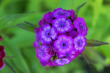 Yaz aylarında güneşli bir günde küçük parlak çiçekler açar