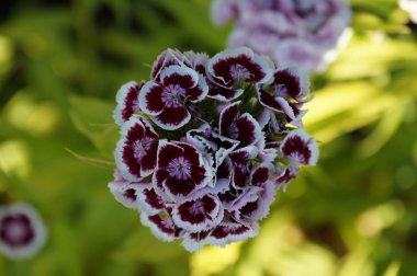 Yaz aylarında güneşli bir günde küçük parlak çiçekler açar