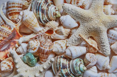 Arkaplan olarak karışık renkli deniz kabukları