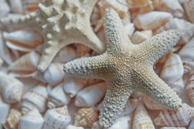 Deniz kabuğu toplama yakın kadar beyazlar, pastel, deniz kestanesi kabuğu. Seçici odak