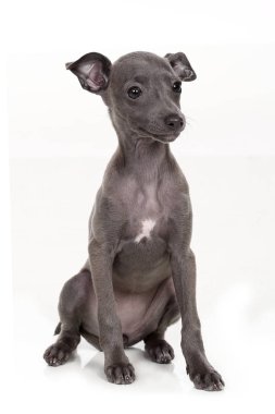 Italian greyhound puppy isolated on white clipart