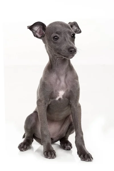 Cachorro Galgo Italiano Aislado Blanco — Foto de Stock