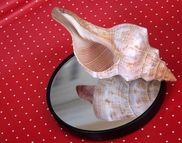 Seashell farklı açılardan — Stok fotoğraf