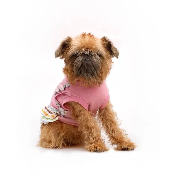 Brussels Griffon on a white background in various angles — Stock Photo, Image