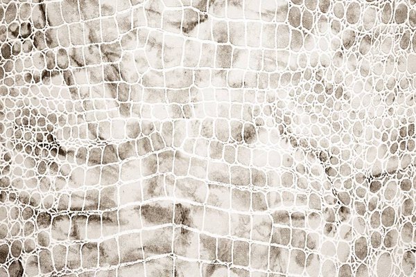 Reptile background (bright colors)