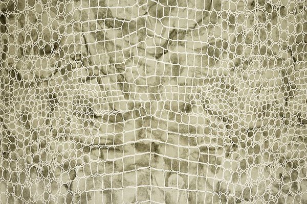 Reptile background (bright colors)