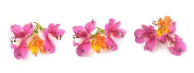 güzel orkide beyaz bir arka plan üzerinde izole