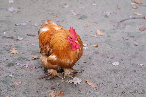 Gallo Brillante Granja —  Fotos de Stock