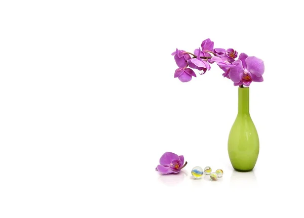 Gyönyörű Orchidea Elszigetelt Fehér Background — Stock Fotó