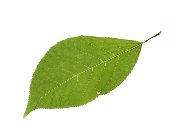 Zole Edilmiş Beyaz Arkaplanda Yeşil Yaprak — Stok fotoğraf