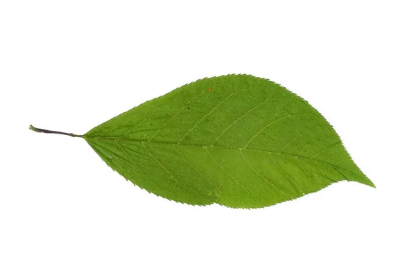 Feuille Verte Sur Fond Blanc Isolé — Photo