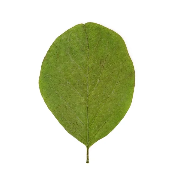 Зеленые Листья Изолированном Белом Фоне — стоковое фото