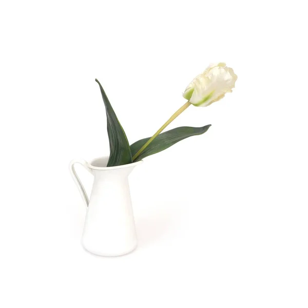 Tulipano Bianco Solitario Vaso Isolato Sfondo Bianco — Foto Stock