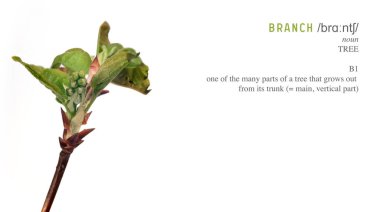 Beyaz arkaplanda tomurcukları ve küçük yaprakları olan bitki dalı