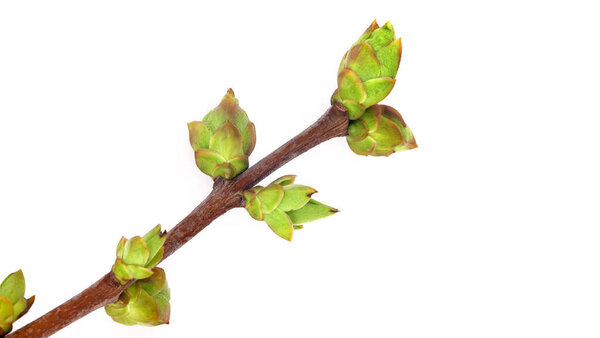 Ветвь растений с бутонами и мелкими листьями на белом фоне