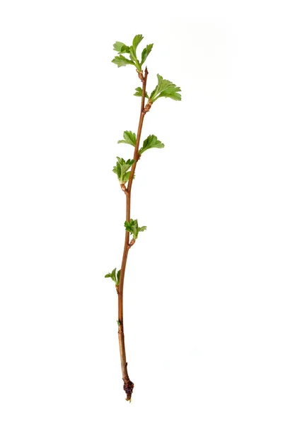 Növényi Rügyekkel Fehér Alapon Elszigetelt Kis Levelekkel — Stock Fotó