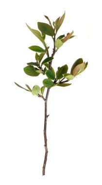 Beyaz arkaplanda tomurcukları ve küçük yaprakları olan bitki dalı