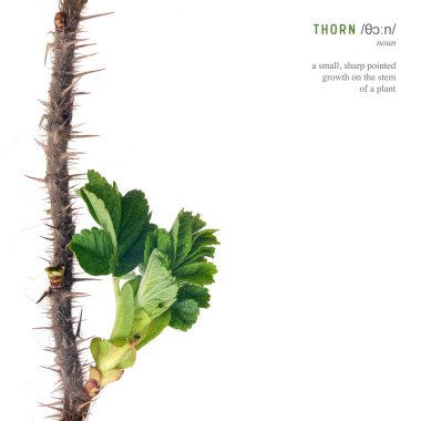 Beyaz arkaplanda tomurcukları ve küçük yaprakları olan bitki dalı