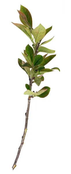 Rama Vegetal Con Brotes Hojas Pequeñas Aisladas Sobre Fondo Blanco —  Fotos de Stock