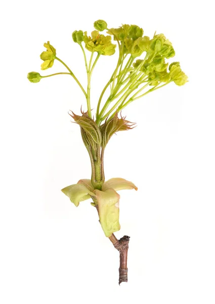 Növényi Rügyekkel Fehér Alapon Elszigetelt Kis Levelekkel — Stock Fotó