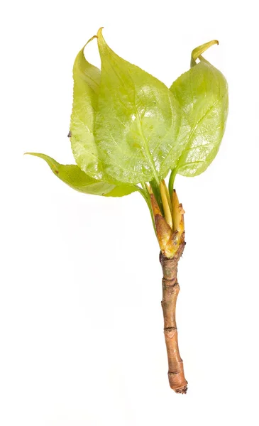 Rama Vegetal Con Brotes Hojas Pequeñas Aisladas Sobre Fondo Blanco —  Fotos de Stock