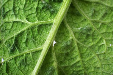 Yeşil muz (bitkisel) yapraklı yalıtılmış makro