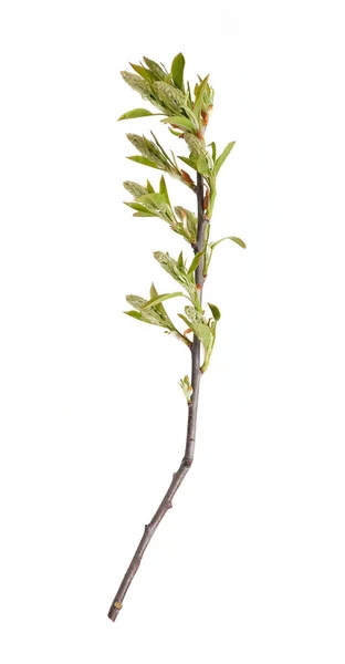 Pflanzenzweig Mit Knospen Und Kleinen Blättern Isoliert Auf Weißem Hintergrund — Stockfoto