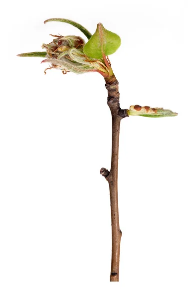 Rama Vegetal Con Brotes Hojas Pequeñas Aisladas Sobre Fondo Blanco —  Fotos de Stock