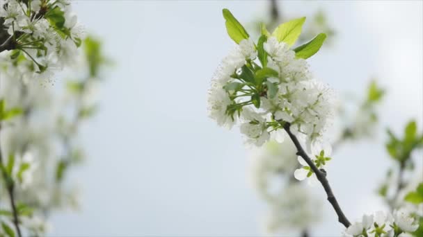 Matin de printemps avec les fleurs de la pomme . — Video