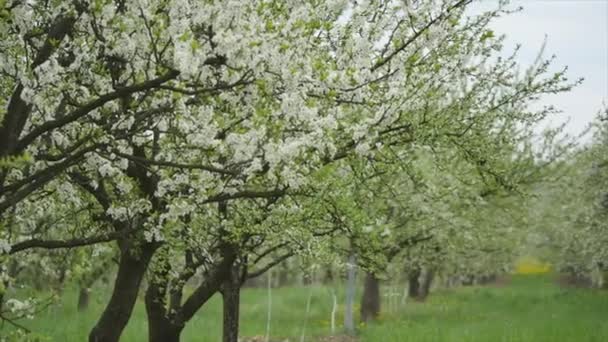 Цветущие яблони в саду — стоковое видео