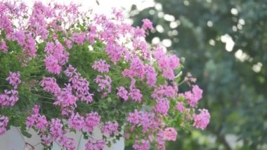 pembe cosmos çiçek
