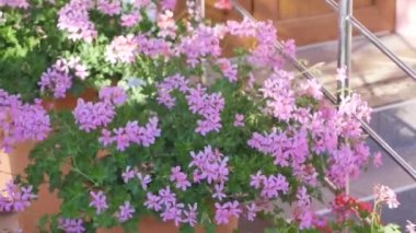 pembe cosmos çiçek