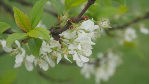 Mañana de Primavera con Flores de la Manzana . — Vídeos de Stock