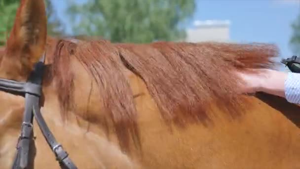 Primer plano de las manos de las hembras de caballo de aseo en el rancho — Vídeo de stock