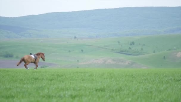 夏のフィールドに走る馬 — ストック動画