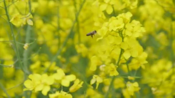 Ape su un piccolo fiore giallo — Video Stock