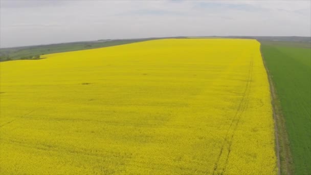 Amazing aerial view of yellow fields — Stock Video